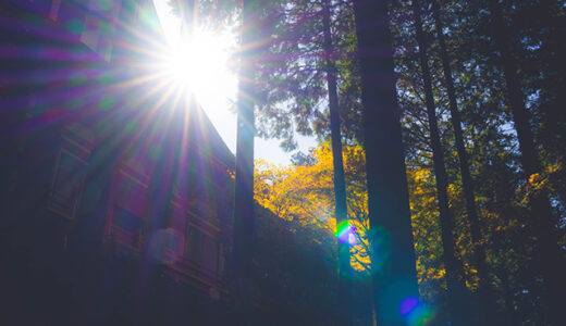 コラム：一隅を照らす